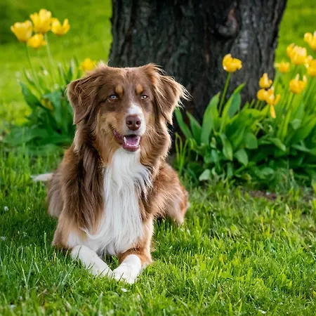 Delightful At Moriani-plage With Garden