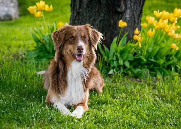 Delightful At Moriani-plage With Garden